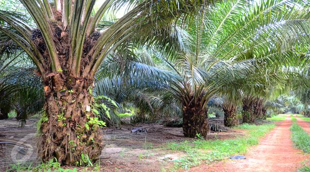Produsen CPO RI Incar Pasar Biodiesel China