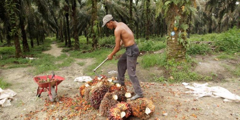 Jurus Indonesia Tangkal Kampanye Negatif tentang Sawit