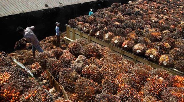 Kebijakan India Gerus Ekspor CPO