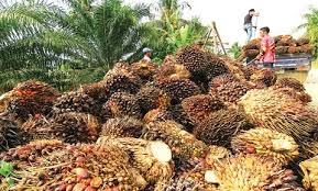 Rusia Pasar Potensial Minyak Sawit