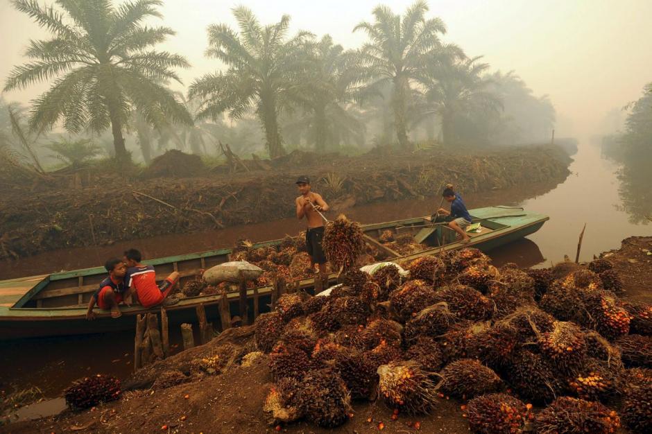Indonesia seeks Russias help to boost palm oil business