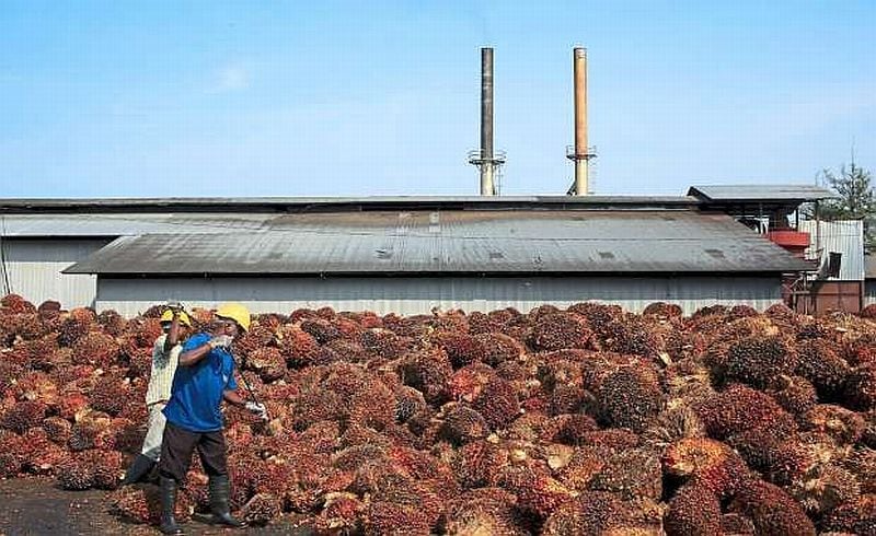 Kemendag Tetapkan BK CPO September di Angka USD697/Metrik Ton