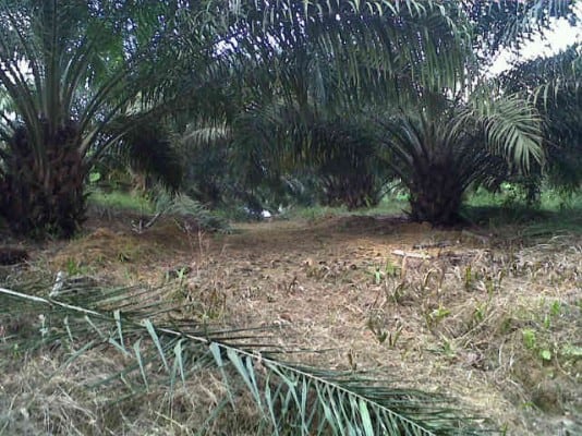 MAHASISWA IPB TEMUKAN FUNGISIDA ECO-FRIENDLY UNTUK GANODERMA
