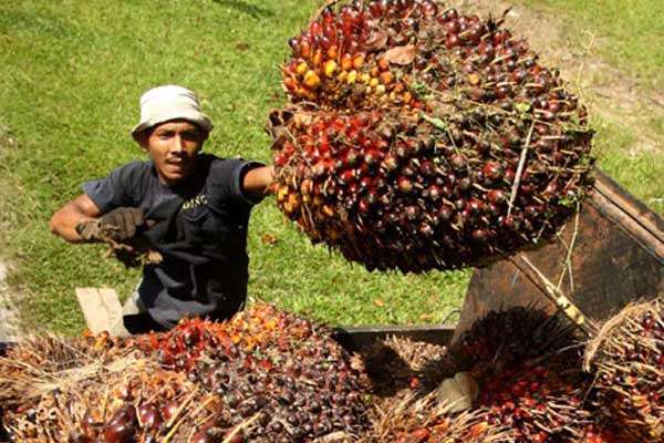 EKSPOR CPO: India Naikan Tarif Impor, RI Diminta Kerja Sama Investasi