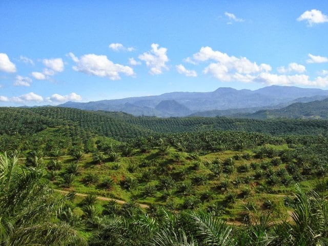 Kedaulatan Kelapa Sawit