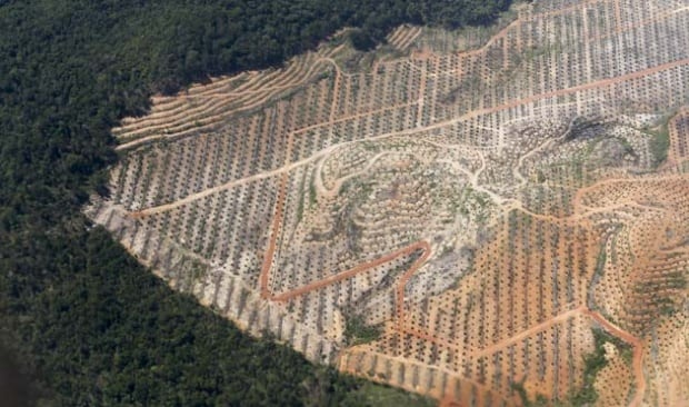 Disorot Soal Kebun Sawit, GAPKI Terbang ke New York