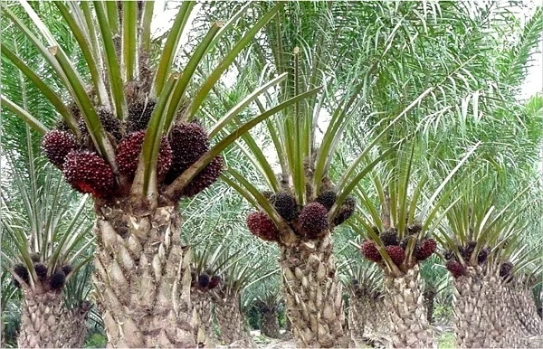 Produksi CPO Bakal Capai 42 Juta Ton, Industri Hilir Dipacu