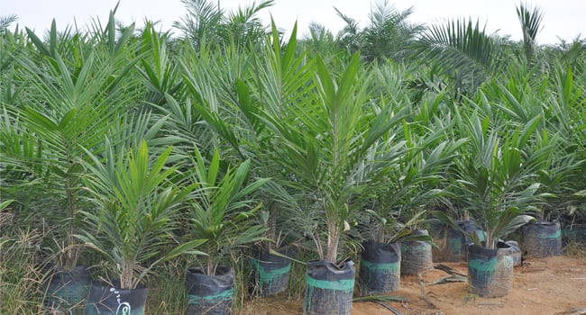Petani Didorong Lebih Teliti Beli Bibit Sawit