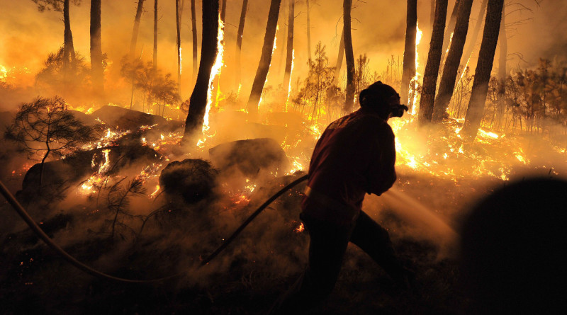 Uni Eropa Bakar Gambut, Indonesia Tanami Tanaman
