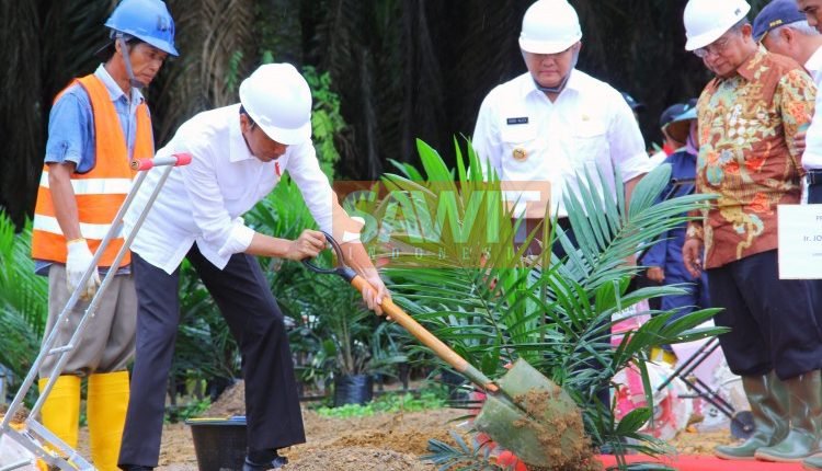 Presiden Jokowi: Replanting Dimulai Sumatera Berlanjut Daerah Lain