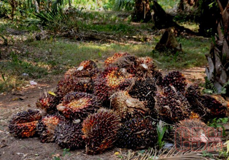 Harga Tandan Buah Segar Sawit di Kaltim, Naik