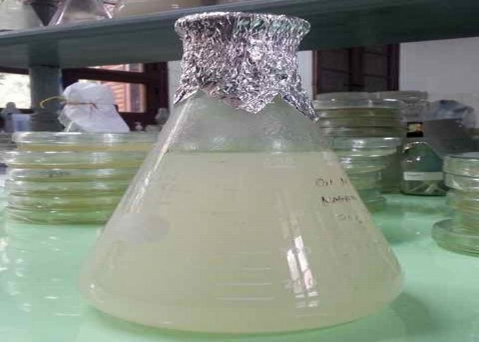 Jempol! Peneliti IPB Temukan Termoplastik dari Kelapa Sawit