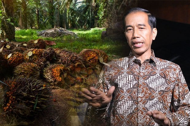 Jokowi Kucurkan Rp 111,1 Miliar Guna Replanting Sawit