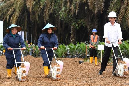 Presiden Jokowi Pimpin Replanting Sawit Rakyat
