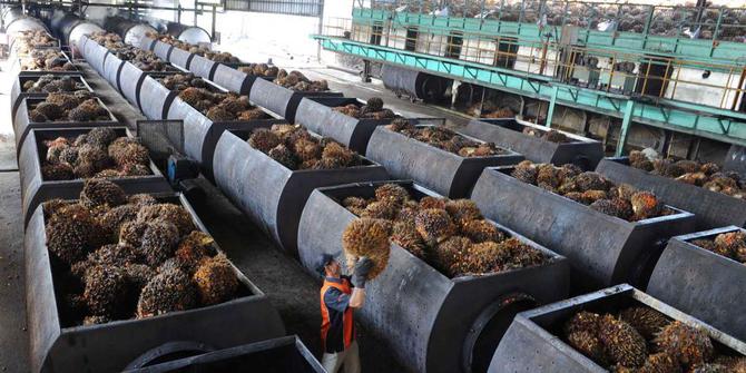 Cadangan Minyak Nabati Turun, Harga CPO Menggeliat