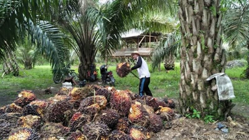 Produksi TBS Sawit Petani Padang Lawas Meningkat 50%
