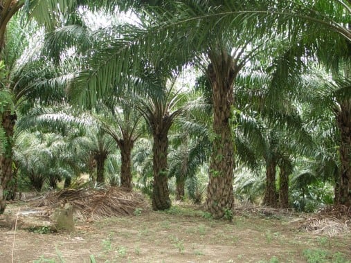 PRAKTIK SAWIT BERKELANJUTAN DONGKRAK PRODUKTIVITAS