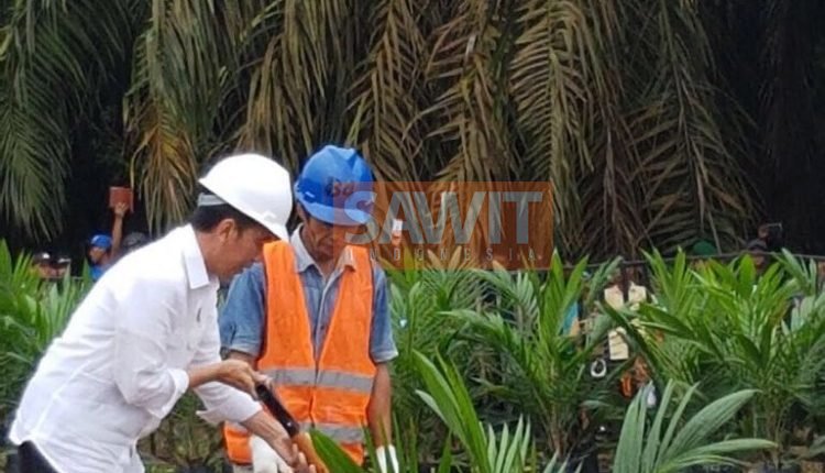 Presiden Jokowi Resmikan Peremajaan Sawit Seluas 900 hektare di Sumatera Utara