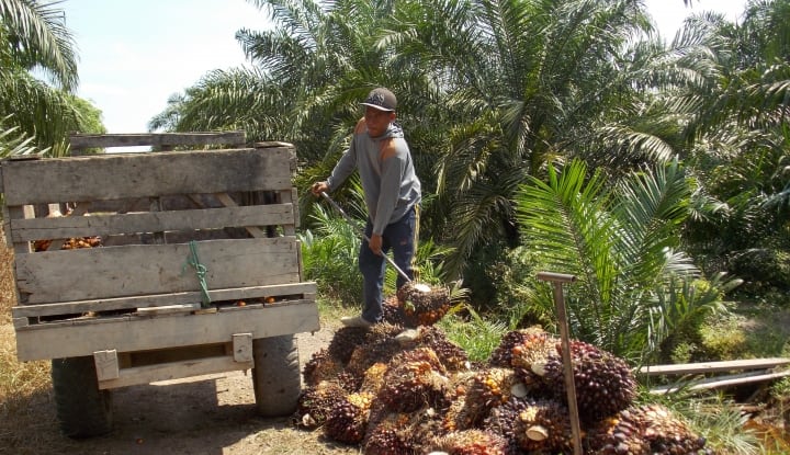 Jambi Masih Butuh Kelapa Sawit