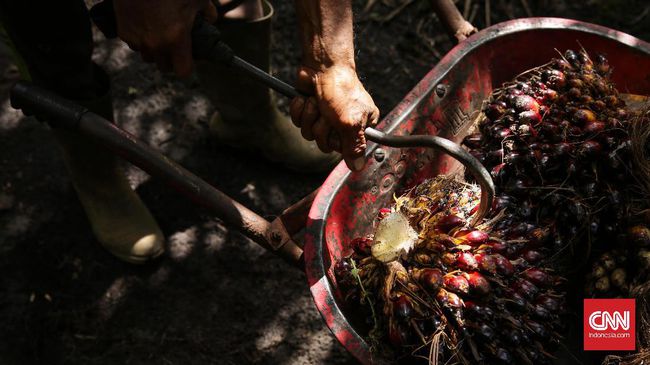 Kelapa Sawit jadi Stimulus Kenaikan Industri Manufaktur