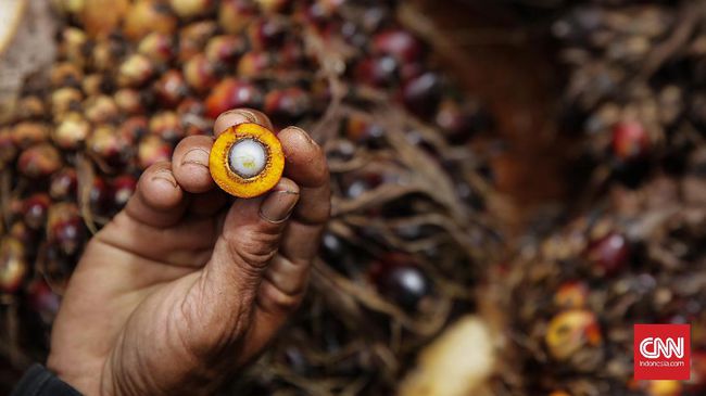 Peneliti Indonesia-Jerman Klaim Sawit Tak Bikin Emisi Karbon