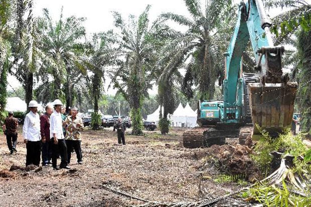 Jokowi: Jangan Sampai Sawit Indonesia Disalip Negara Lain