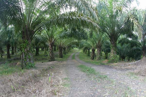 Prospek Perkebunan Industri CPO