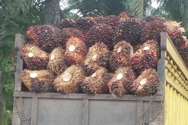 Peran Perkebunan Sawit Rakyat Semakin Menguat
