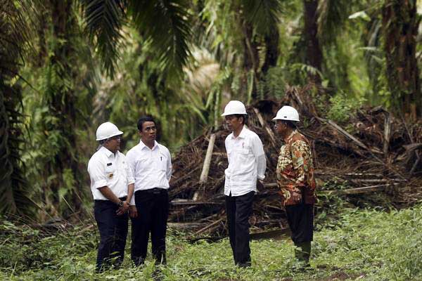 Replanting Kelapa Sawit Bisa Genjot Produksi 2 Kali Lipat