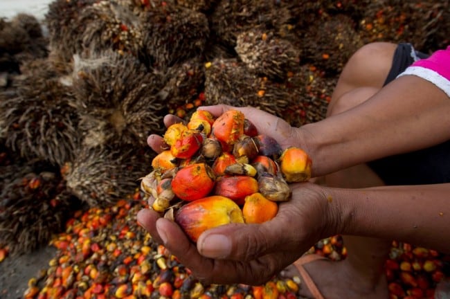Wilmar Terus Dorong Pertumbuhan Industri Kelapa Sawit
