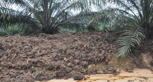 UBAH LIMBAH SAWIT DAN SINGKONG JADI PAKAN
