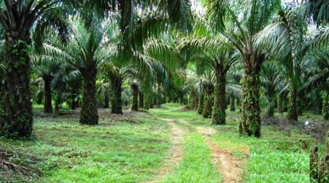 Industri Kelapa Sawit Bantu Kurangi Angka Kemiskinan