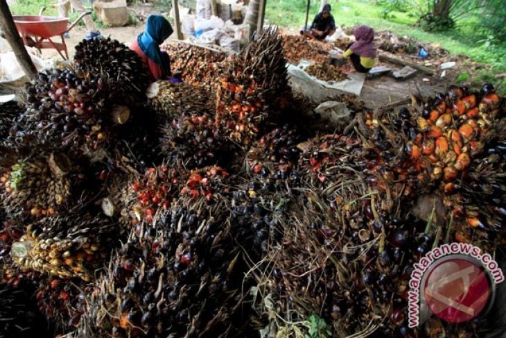PPKS Prediksi Penjualan Benih Sawit 21 Juta Pohon