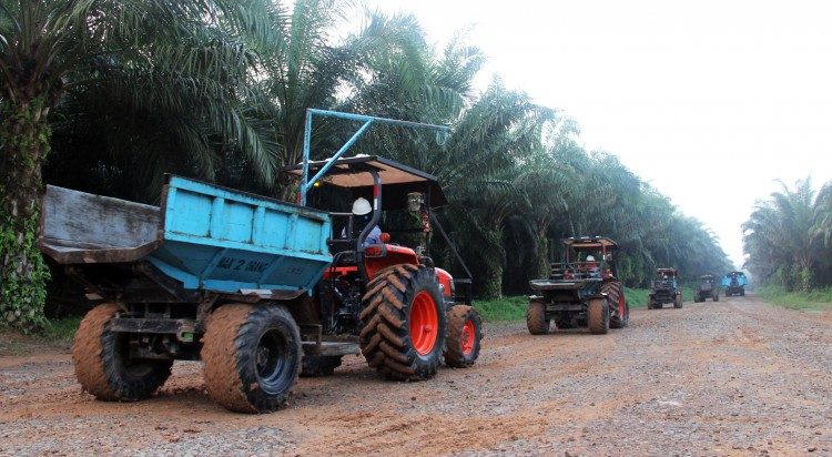 GAPKI Larang Tenaga Kerja Anak Di Perkebunan Sawit