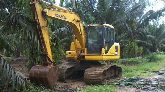 Sempat Terpuruk, Sawit Kalimantan Selatan Membaik Jelang Akhir Tahun, Begini Tantangan di 2018