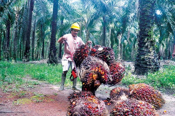BISNIS SAWIT UNTUNG, MASYARAKAT JUGA SENANG