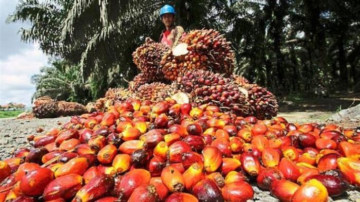 Indonesia Ranking Satu Dunia Penghasil Crude Palm Oil
