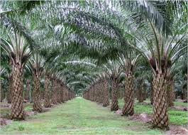 DPR Lanjutkan RUU Kelapa Sawit