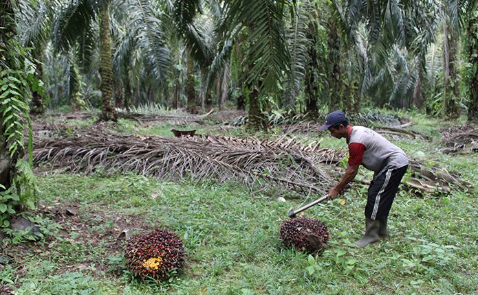Revisi Aturan Perhutanan Sosial Dan Perpres 88/2017 Untuk Penyelesaian Lahan Sawit Di Kawasan Hutan