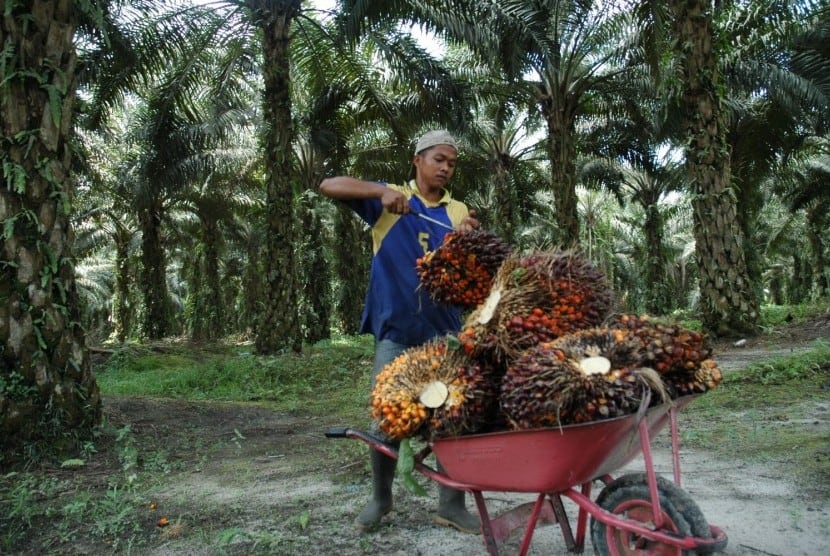 Lahan Gambut Bisa Ditanami Sawit, ini Caranya