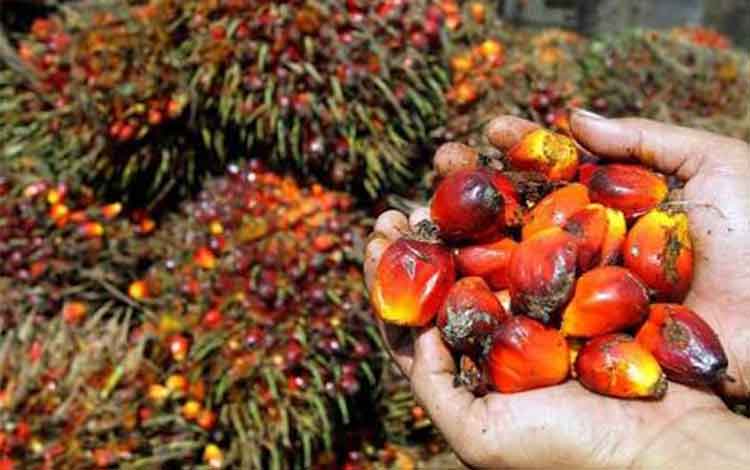 Produksi CPO Bakal Capai 40 Juta Ton