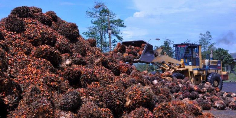 Kemendag Turunkan Harga Referensi CPO