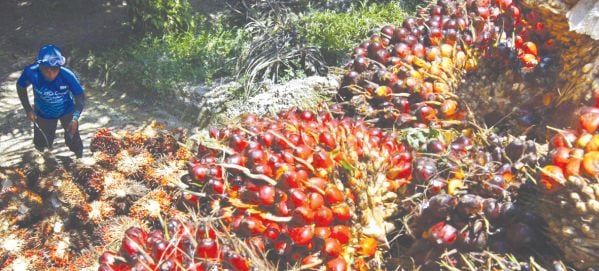 Replanting Sawit Beri Nilai Tambah Rp 125 Triliun