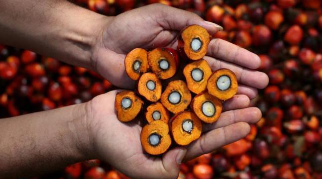 Perancis Bakal Bantu Pengelolaan Industri Sawit