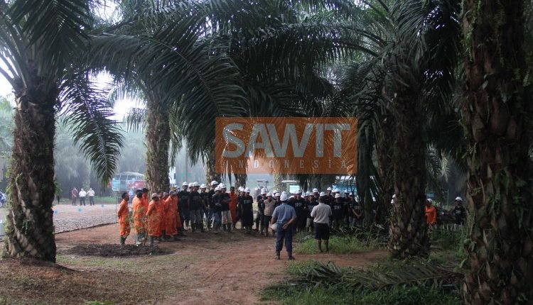 Perkebunan Kelapa Sawit Banyak Menyerap Tenaga Kerja