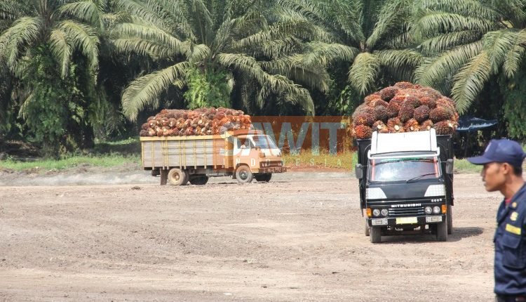 Sawit Memenuhi Kebutuhan Minyak Nabati Dimasa Depan