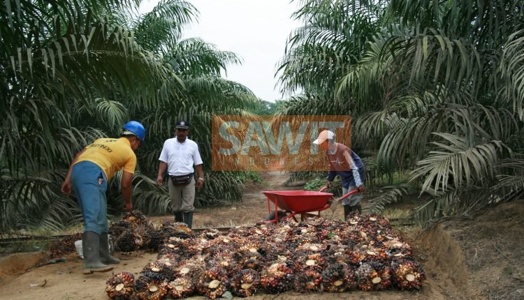 Perkebunan Kelapa Sawit Menyuburkan Usaha Kecil Menengah Daerah