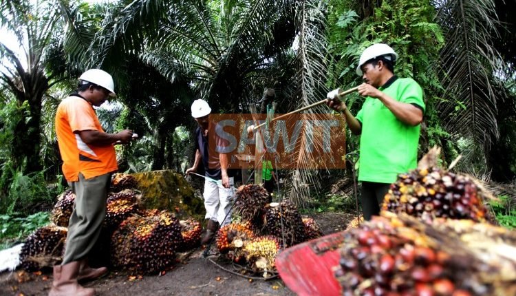 Peningkatan Produksi CPO Bukan Hanya Perluasan Lahan
