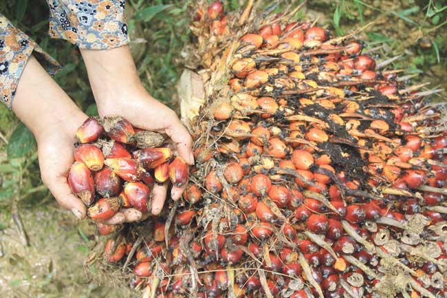 Rl-Pakistan Tingkatkan Perdagangan Sawit