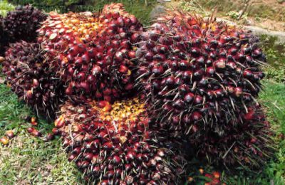 Limbah Sawit Berpotensi Hasilkan Listrik 12.654 MW